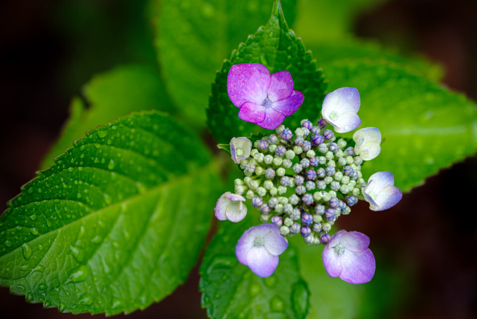 小さな紫陽花