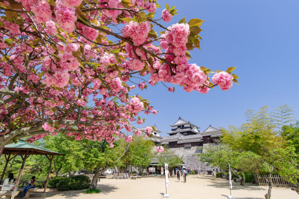 松山城天守閣と八重桜