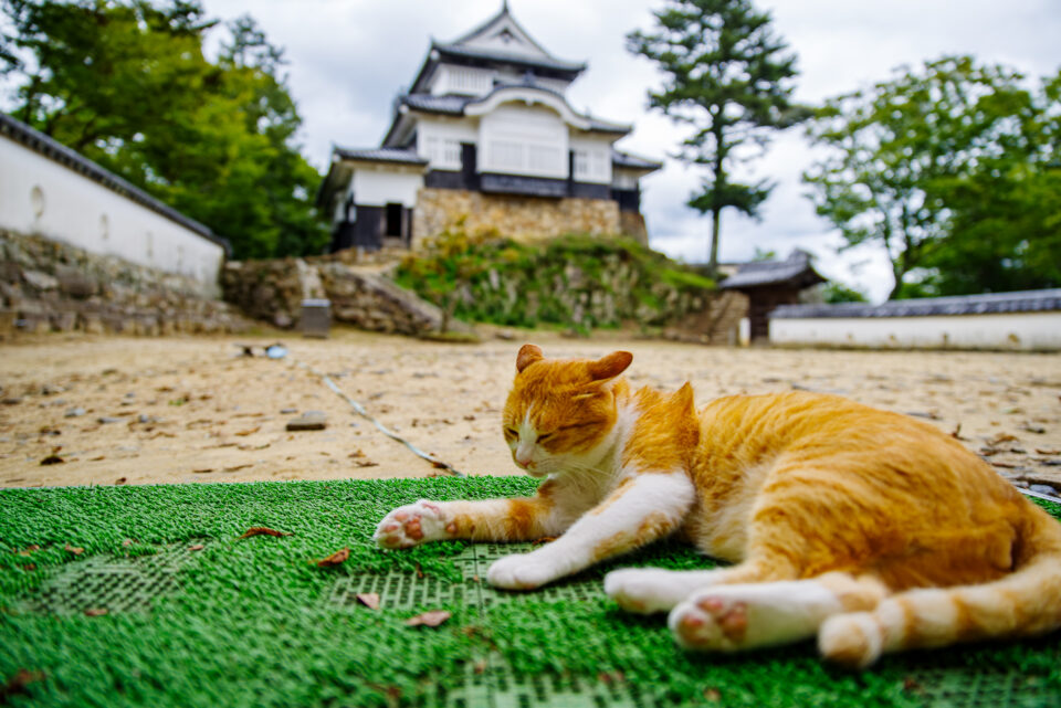 備中松山城の猫