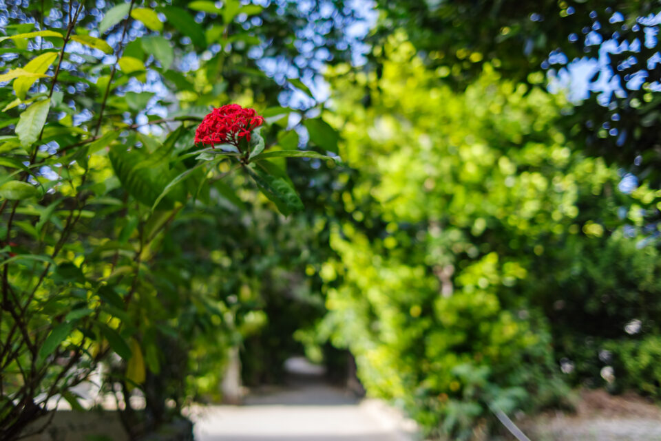 備瀬ふくぎ並木の赤い花