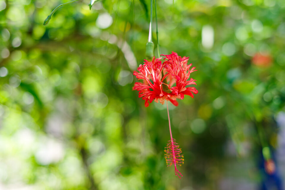 沖縄の赤い花