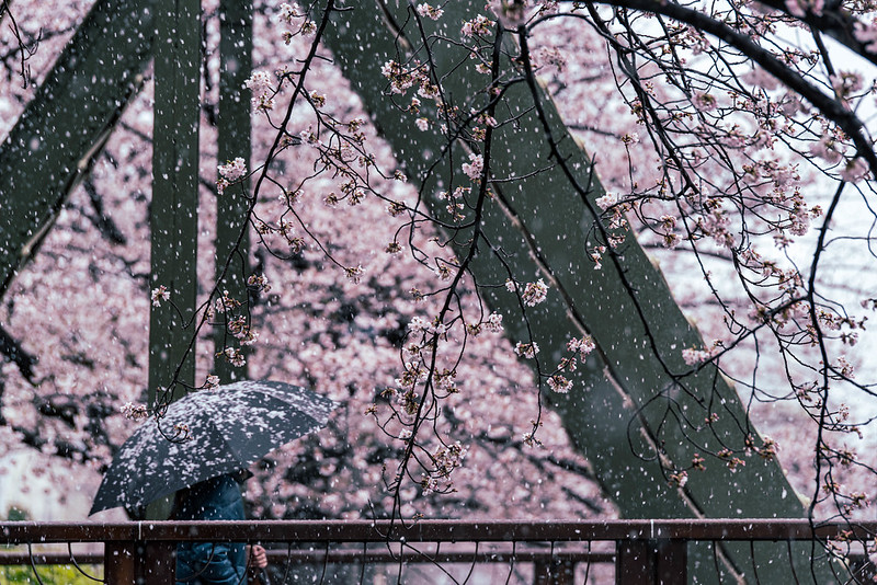 雪と桜＠大横川