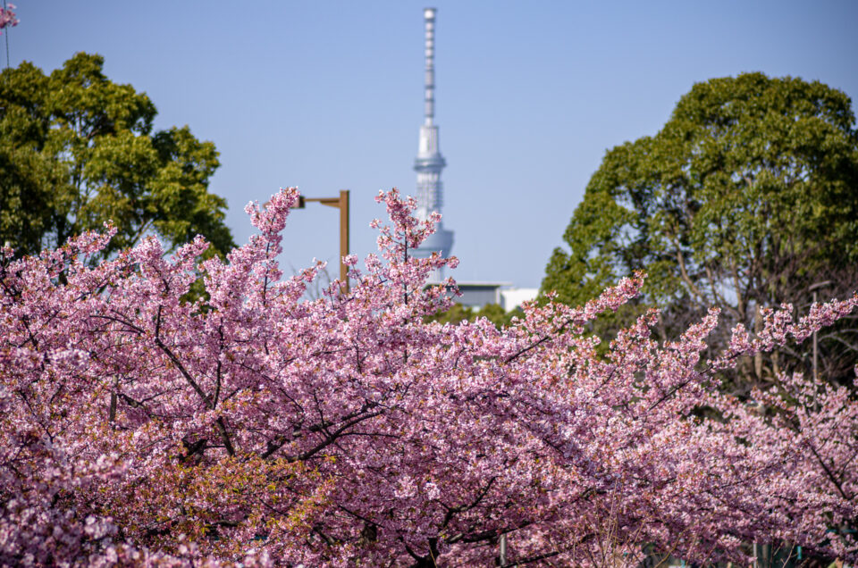 東京スカイツリーと河津桜