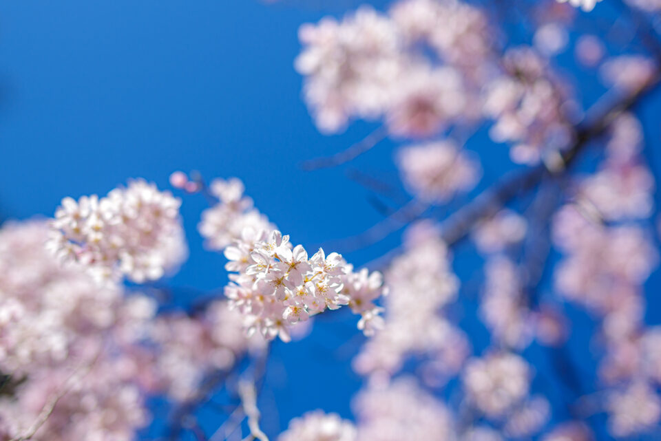青空と六義園のしだれ桜