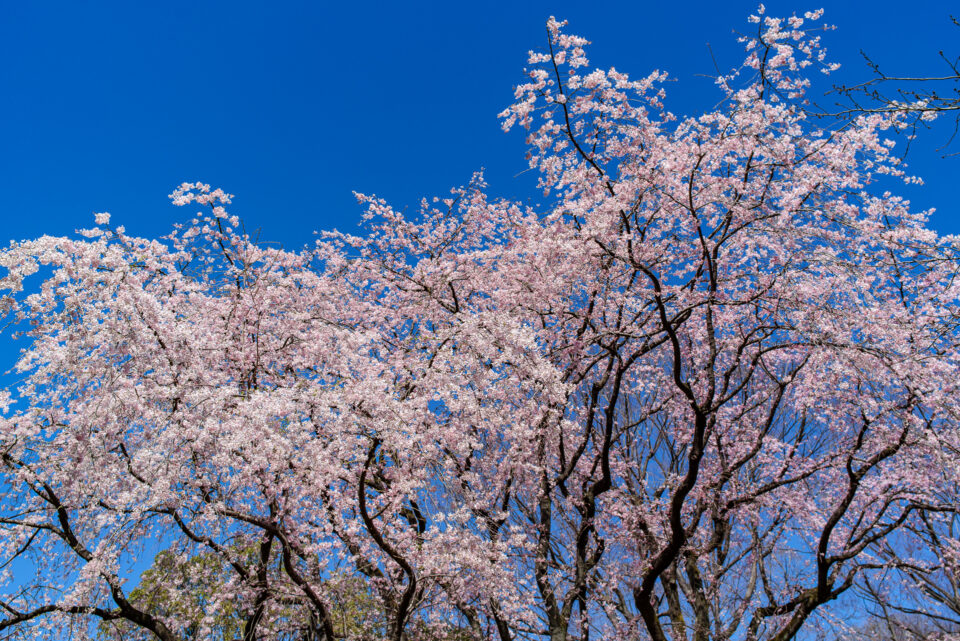 青空と六義園のしだれ桜