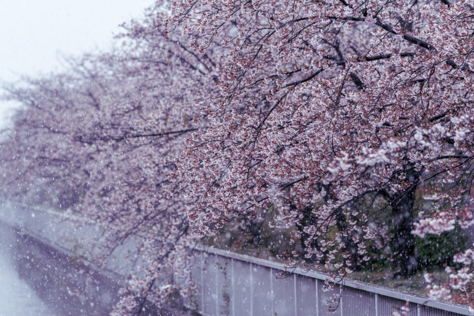 大横川の桜並木に降る雪