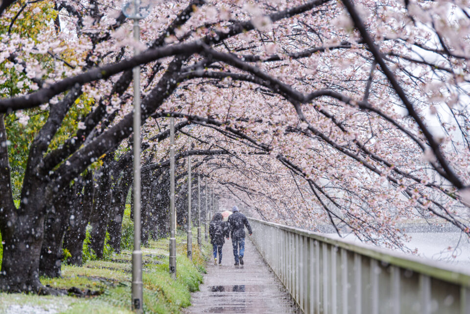 雪と桜、遊歩道を歩く二人
