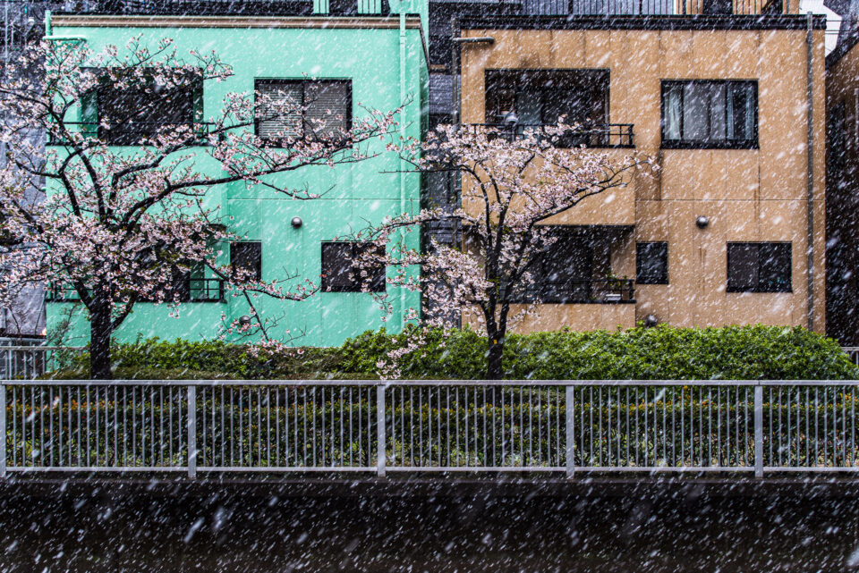 雪と桜、カラフルな家
