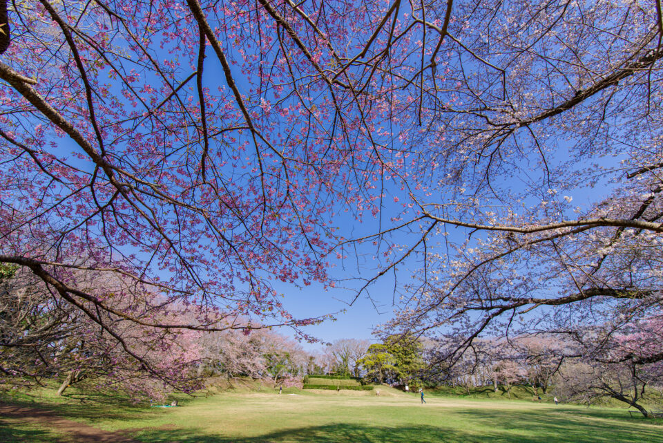 佐倉城趾の桜