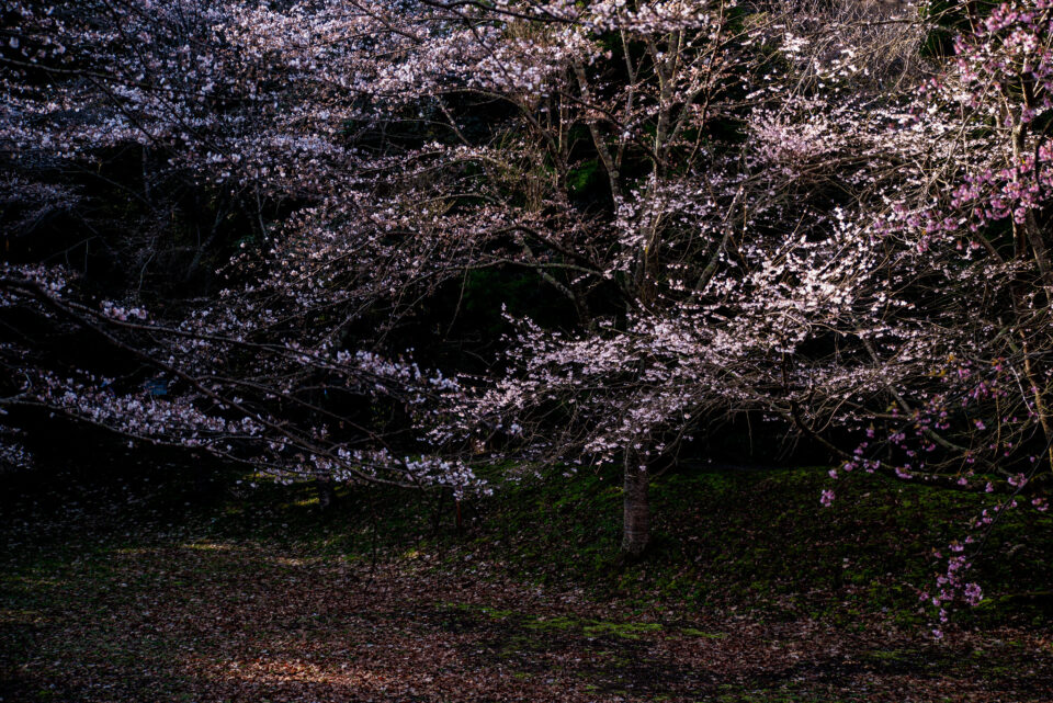 佐倉城趾出丸跡の桜