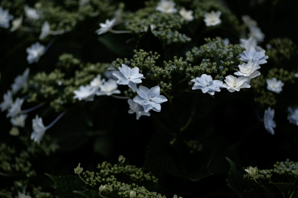 白い八重の額紫陽花