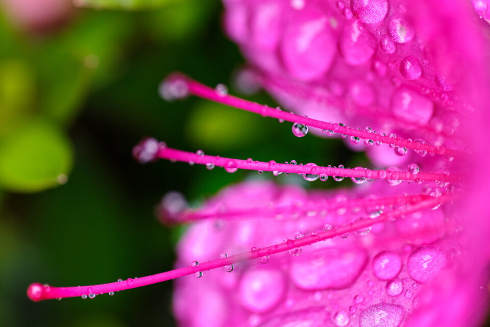雨に濡れたサツキの花