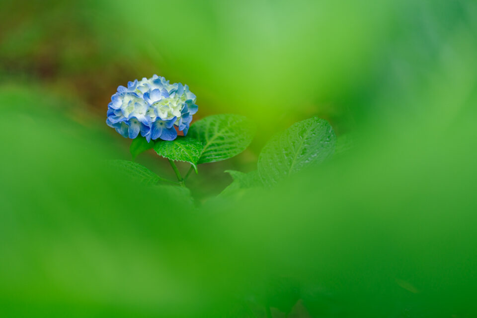 グリーンに埋もれる青い紫陽花