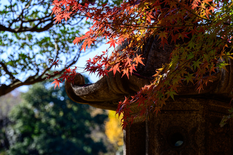 六義園の石灯籠と紅葉