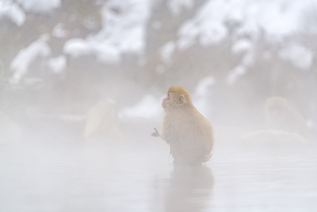 温泉に浸かるニホンザルで有名な地獄谷野猿公苑に行ってきた – 酔人日