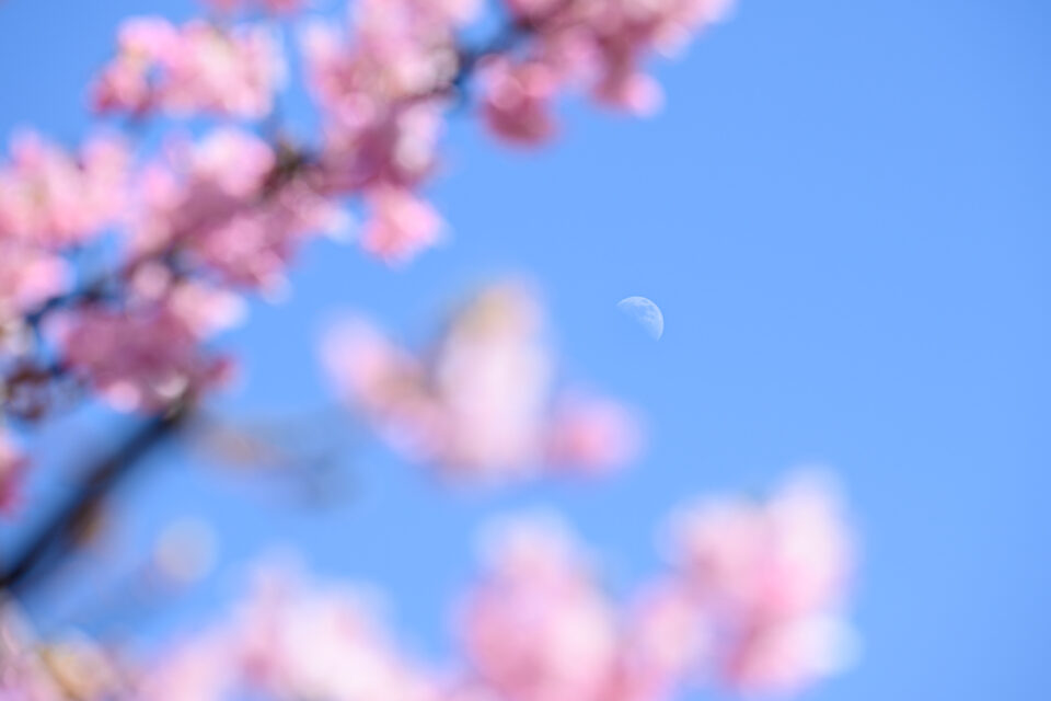 河津桜の隙間から覗く月