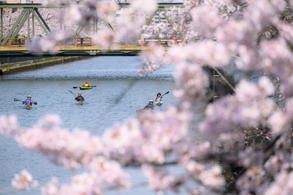 大横川のカヌーと桜