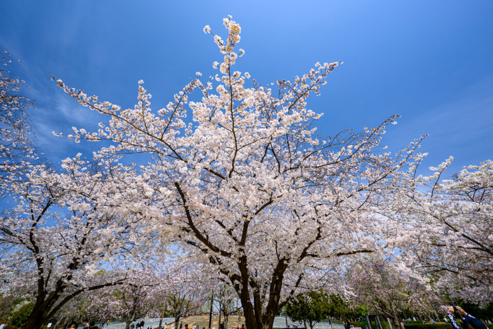 超広角で桜と青空