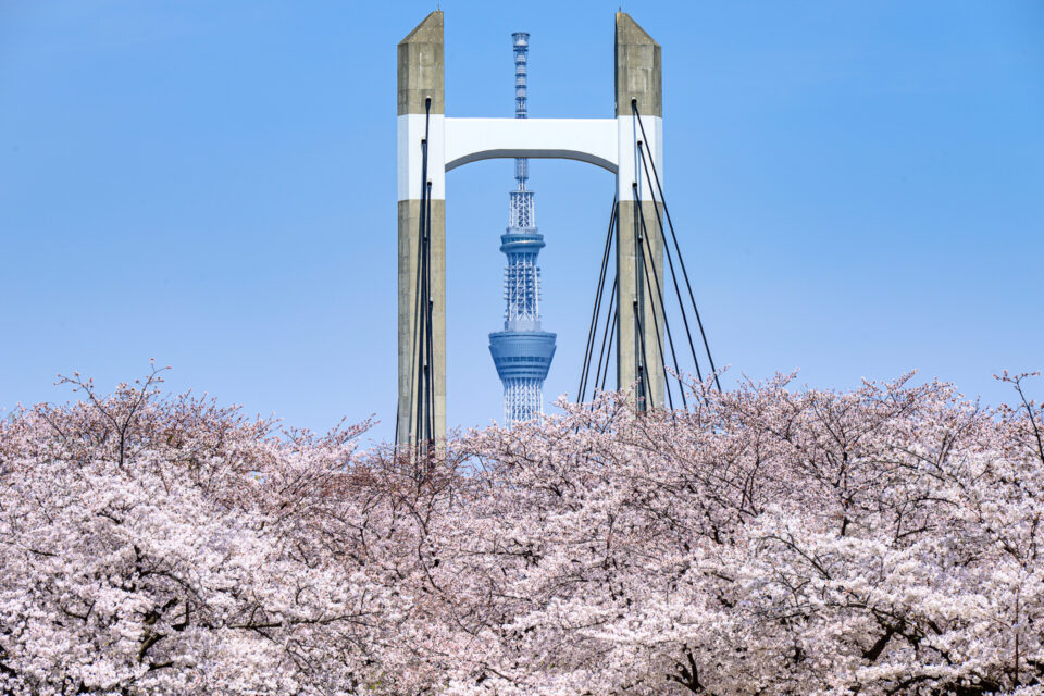 木場公園の桜と木場公園大橋と東京スカイツリー