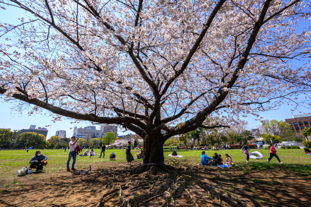木場公園の桜 by Z5