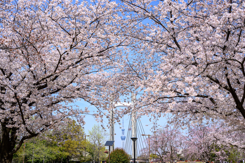 木場公園の桜と東京スカイツリー