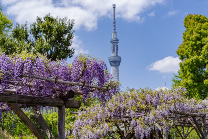 亀戸天神の藤と東京スカイツリー
