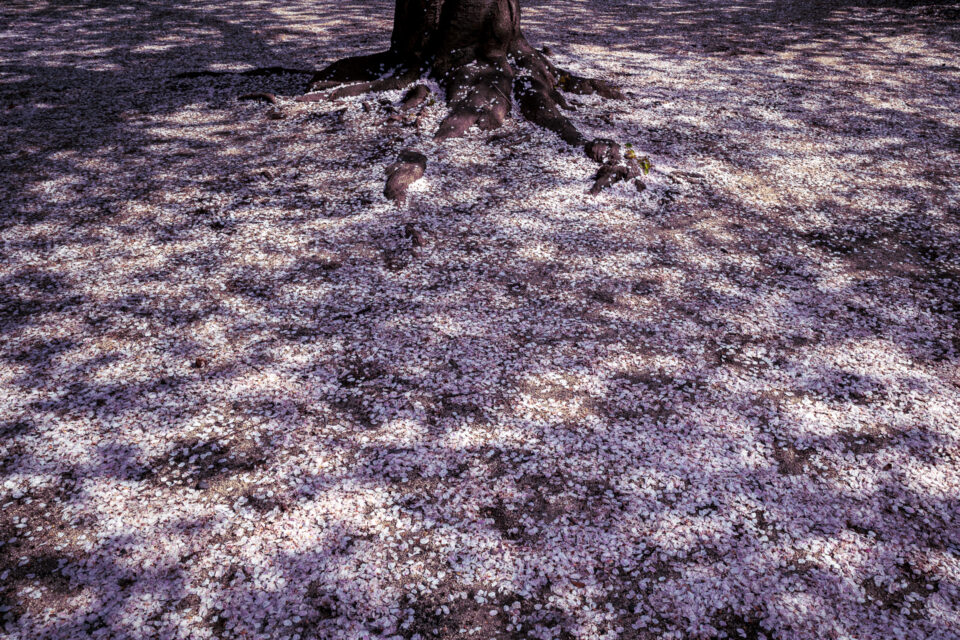 桜の絨毯