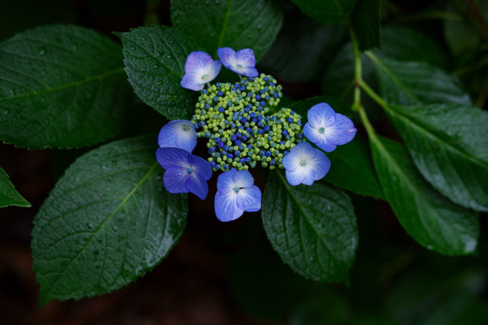 青い額紫陽花