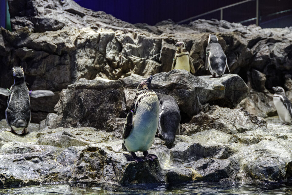 岩場に仁王立ちするペンギン