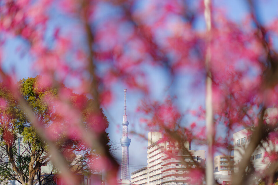 寒緋桜と東京スカイツリー