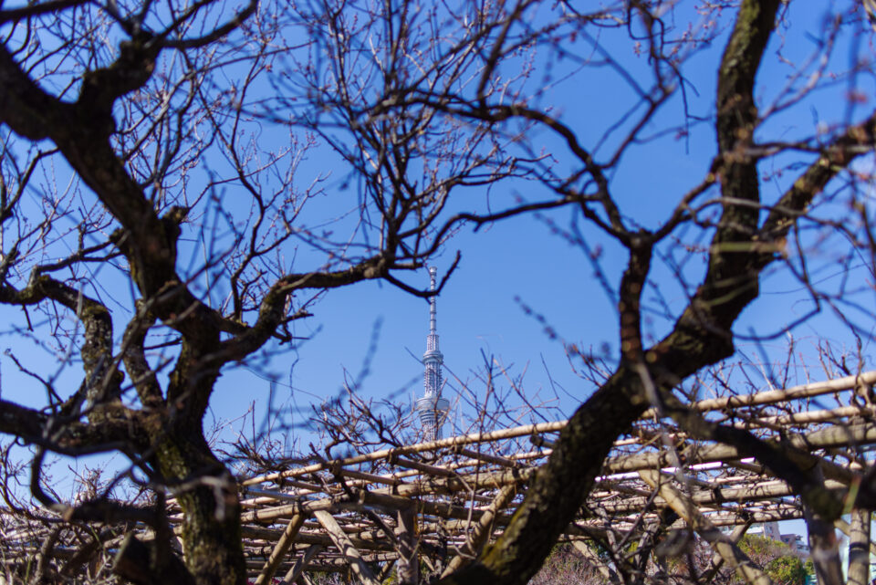 冬の亀戸天神の梅と藤棚と東京スカイツリー