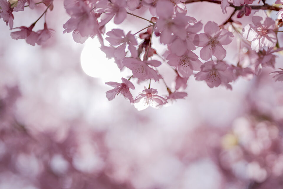 逆光の河津桜