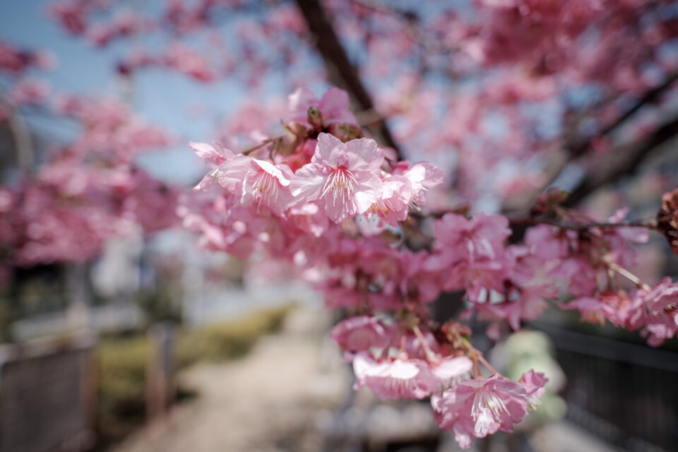 色の濃い河津桜寄り