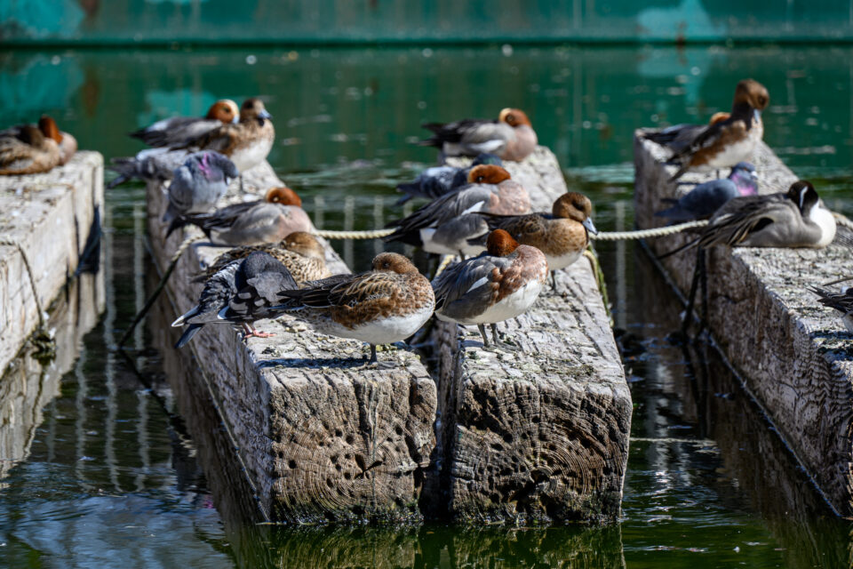 角乗りプールの鴨たち