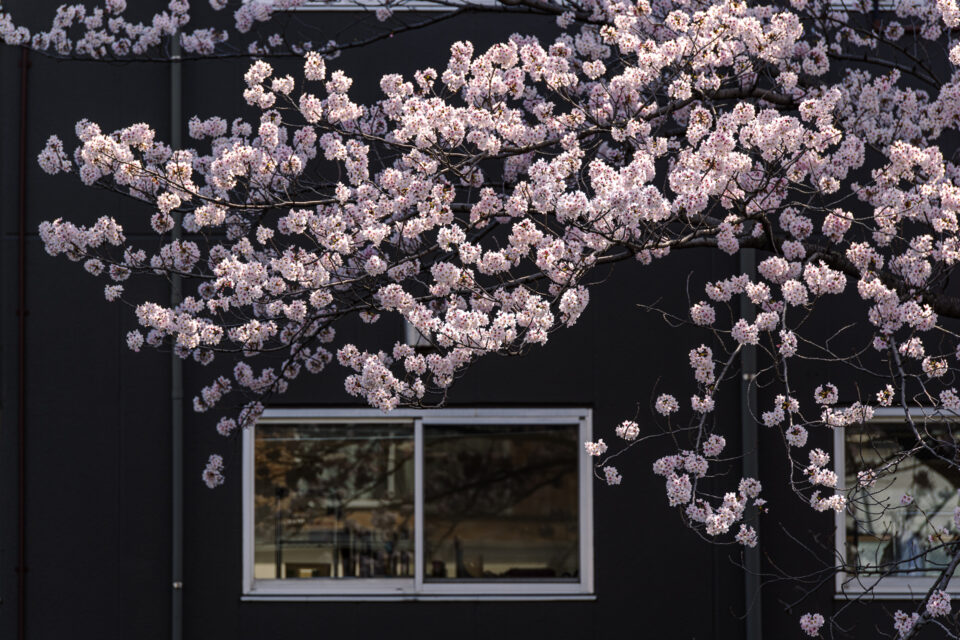 桜と窓