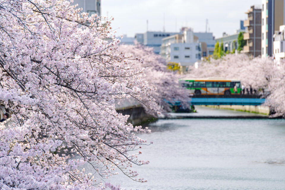仙台堀川の桜並木