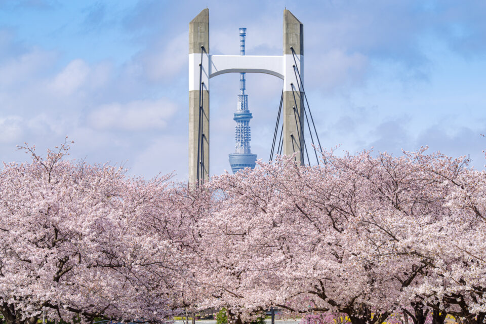 東京スカイツリーと木場公園大橋と桜