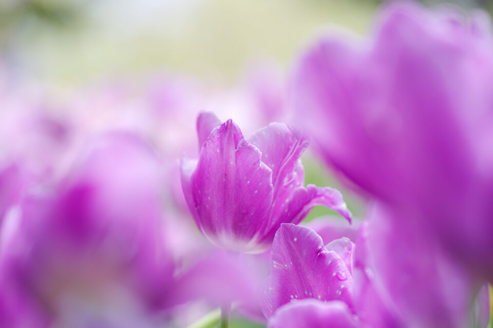 紫のチューリップ