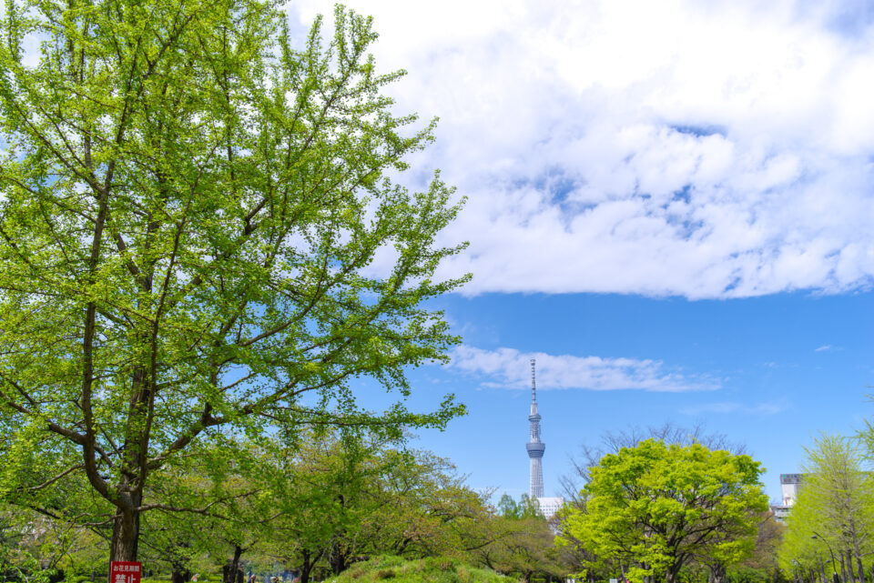 東京スカイツリーと新緑