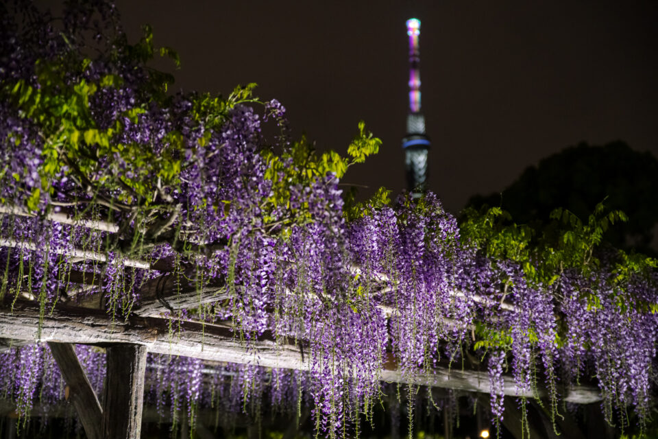東京スカイツリーと藤の夜景