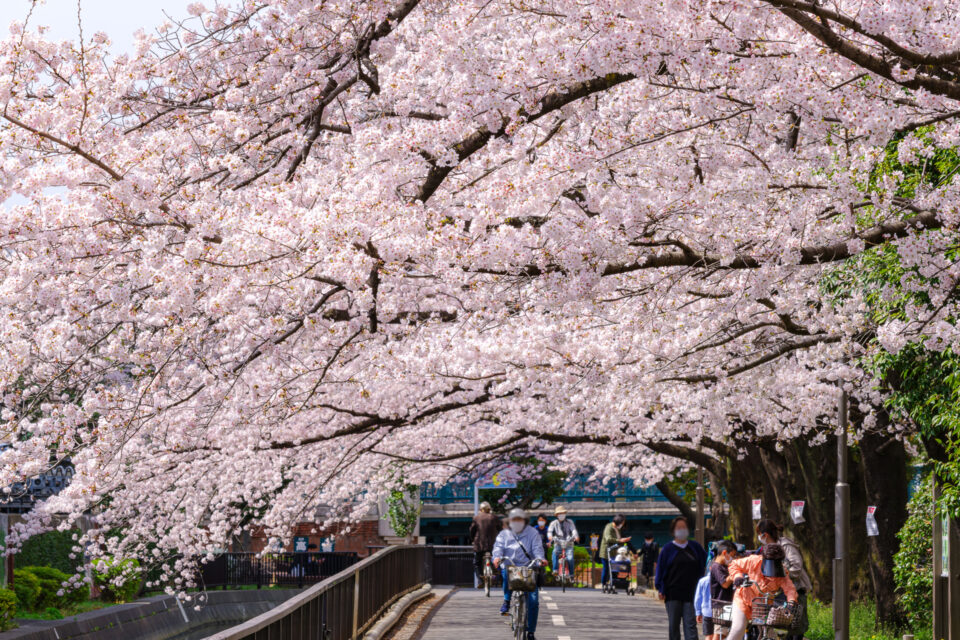 仙台堀川親水公園の桜並木