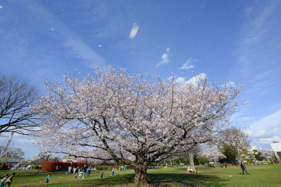 散り始めた木場公園の桜