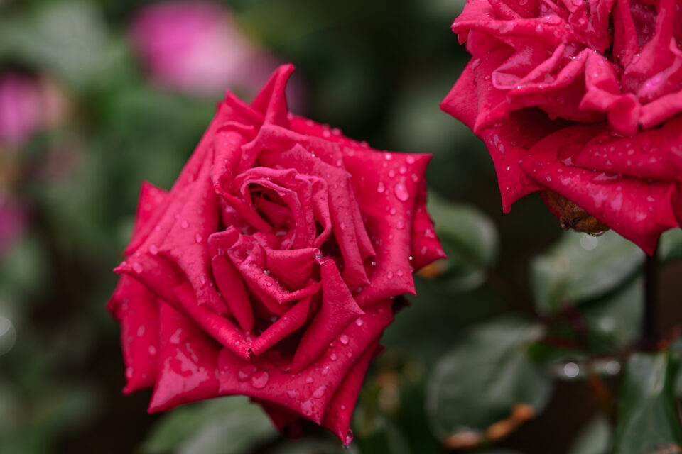 雨上がりの赤い薔薇