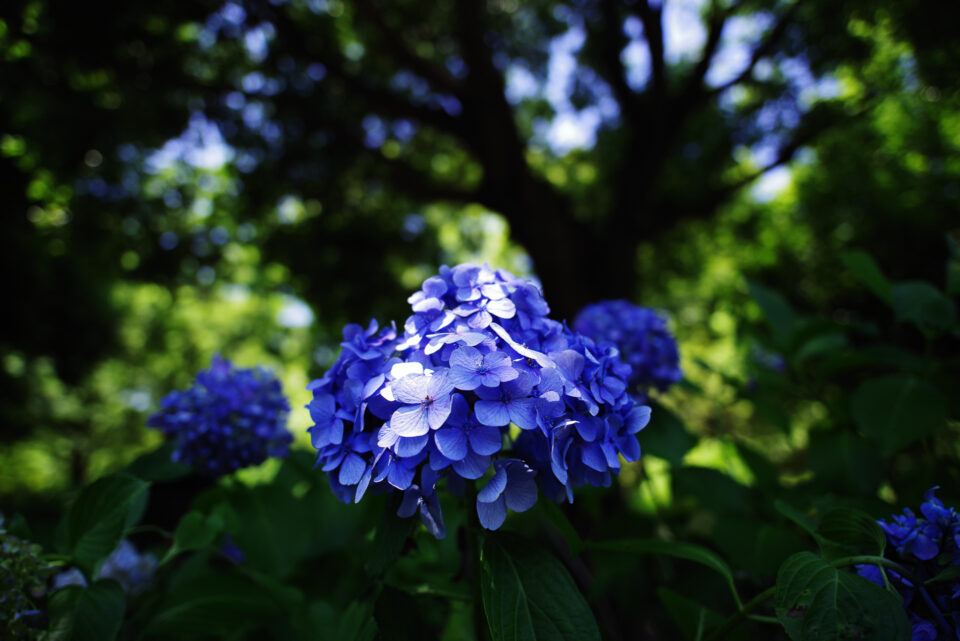 夏天で紫陽花
