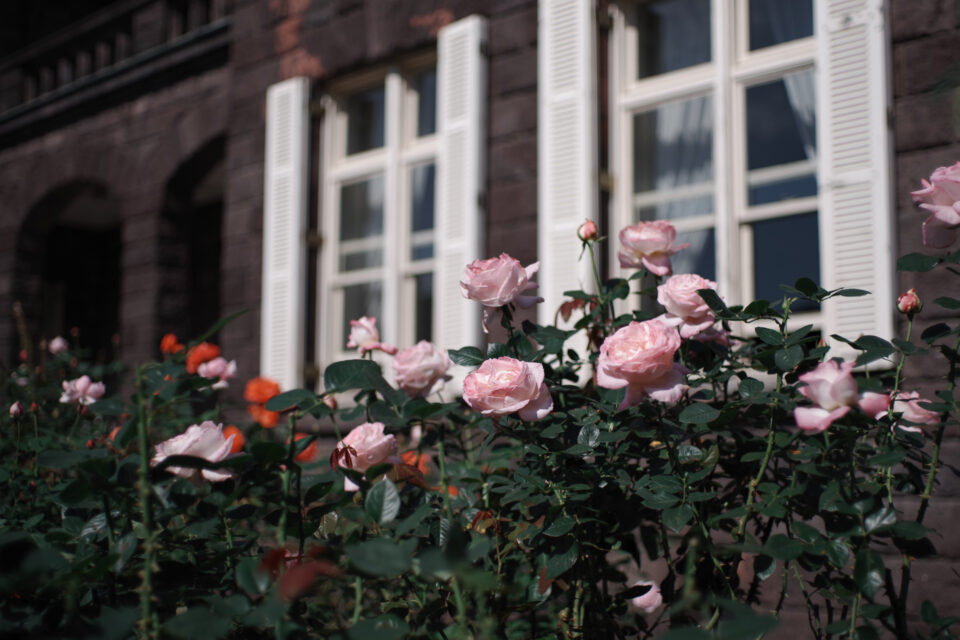 洋館の窓と秋のバラ（九秋）