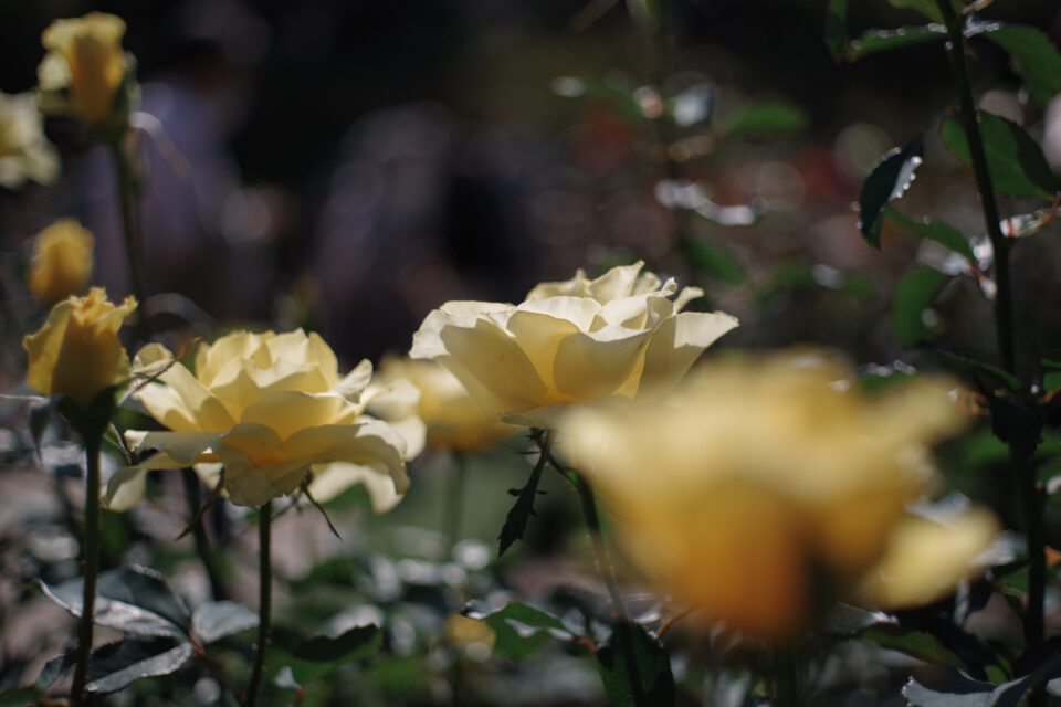 黄色いバラ（九秋）