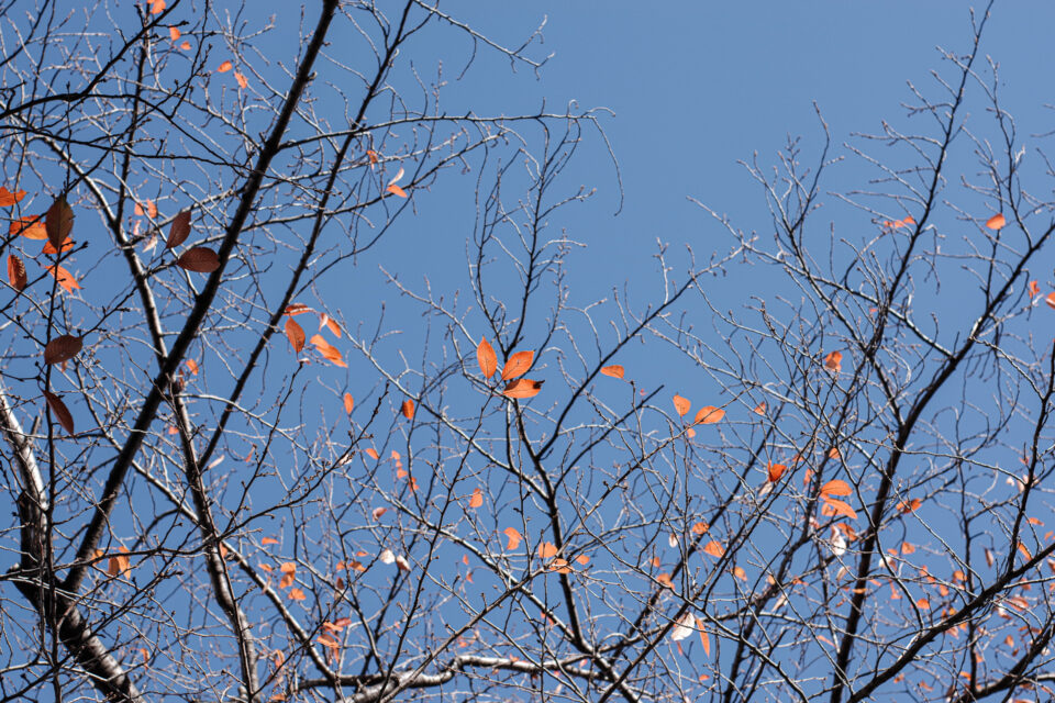 青空とほとんど散った桜の葉