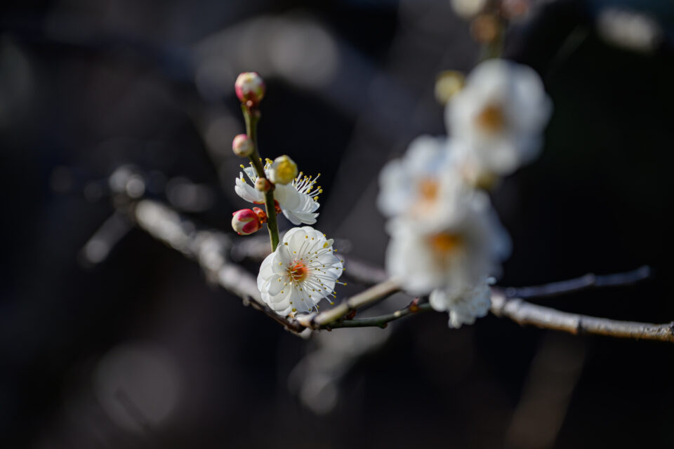 咲き始めの白加賀