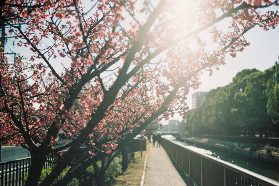 逆光の河津桜