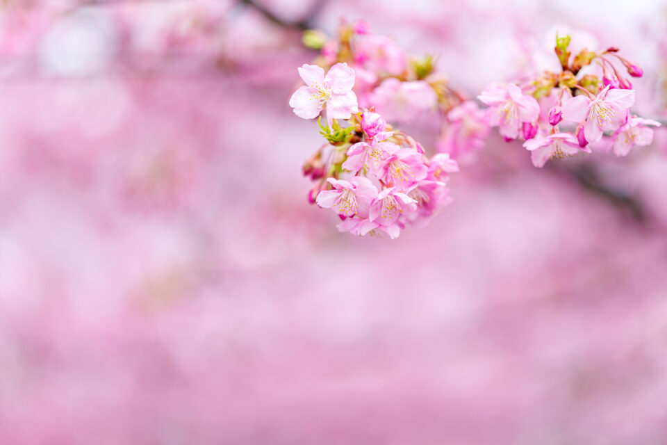 ピンクに溶ける河津桜